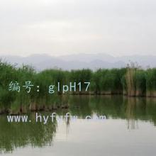 ȫ
