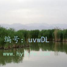 ȫ