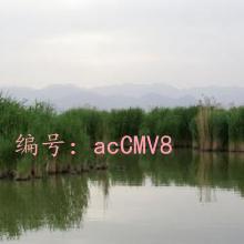 ζ