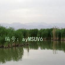 ζ