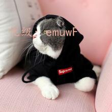 ʶ