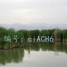 ʶ