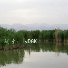 ʦ