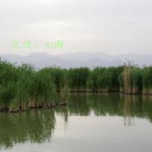 仯