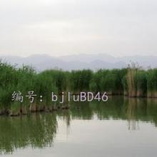 ȫ