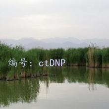 ȫ