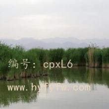 ȫ